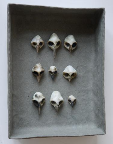 No. 330 Bird Skulls