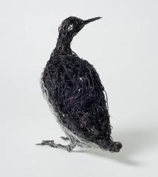 Guillemot