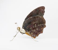 Hybrid Gallery Dean Patman Hibernating Butterfly