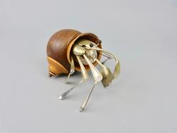 Hybrid Gallery Dean Patman Hermit Crab