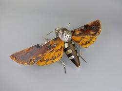 Hybrid Gallery Dean Patman Death's Head Hawk Moth