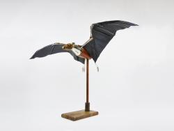 Hybrid Gallery Dean  Patman Fruit Bat