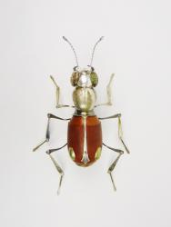 Hybrid Gallery Dean Patman Tiger Beetle